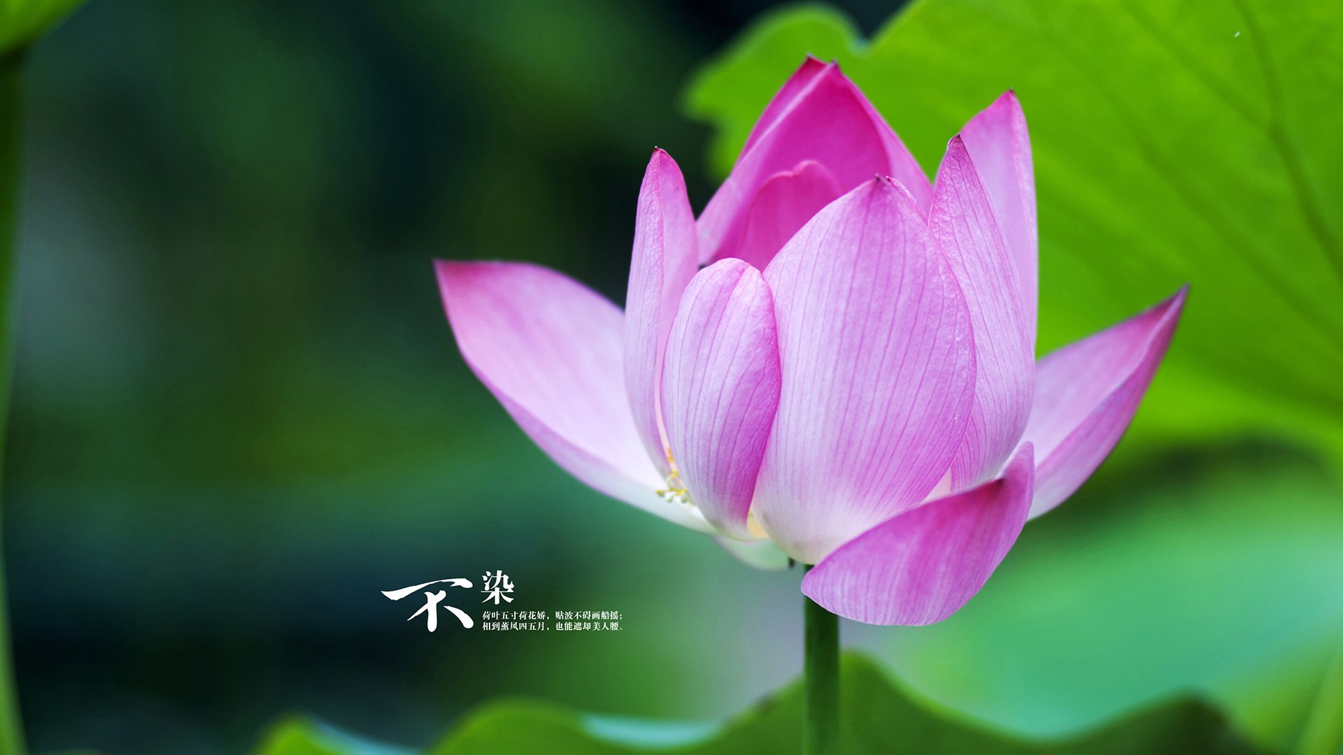 沃特福德锋线组合默契，黄蜂军团盼重返巅峰，沃特福德近期战绩