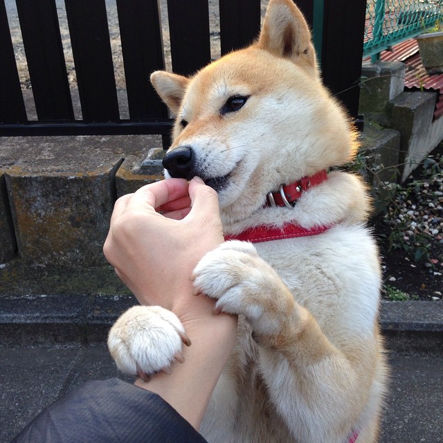 渡边一平赛场风采尽显未来潜力，渡边百科