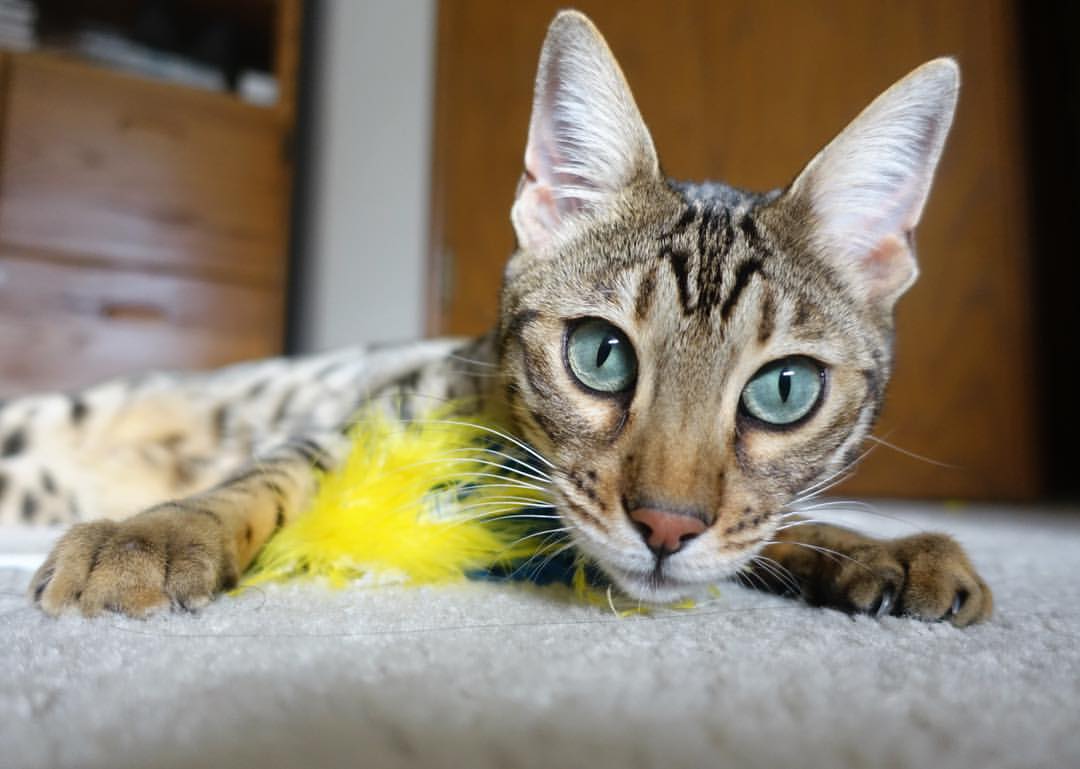 美洲杯明星闪耀：个人技艺点燃全场！，美洲杯原名