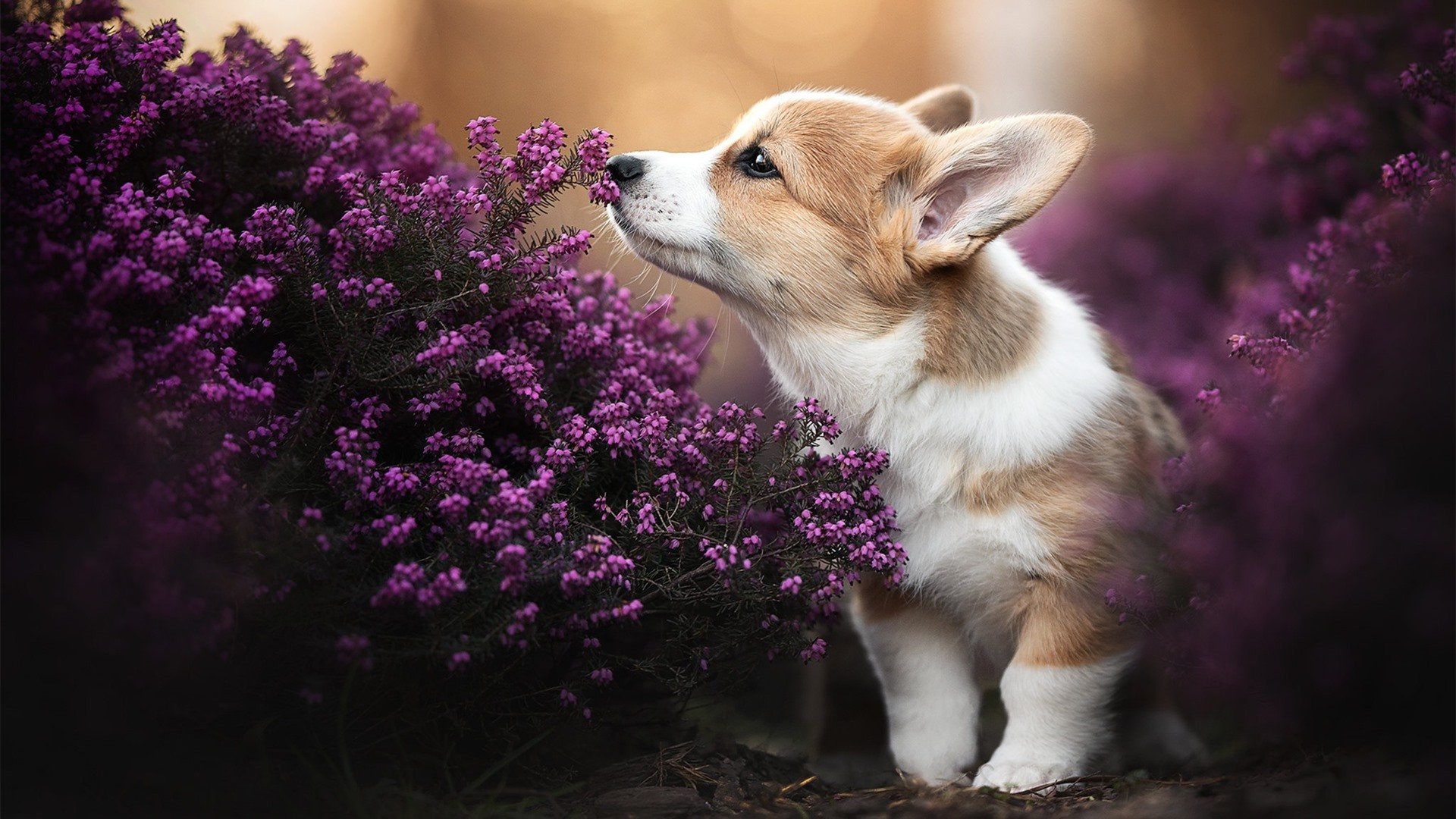 开云体育官方网入口-青少年篮球等级测评体系完善为人才储备建立评价标准，青少年篮球运动等级标准与测试